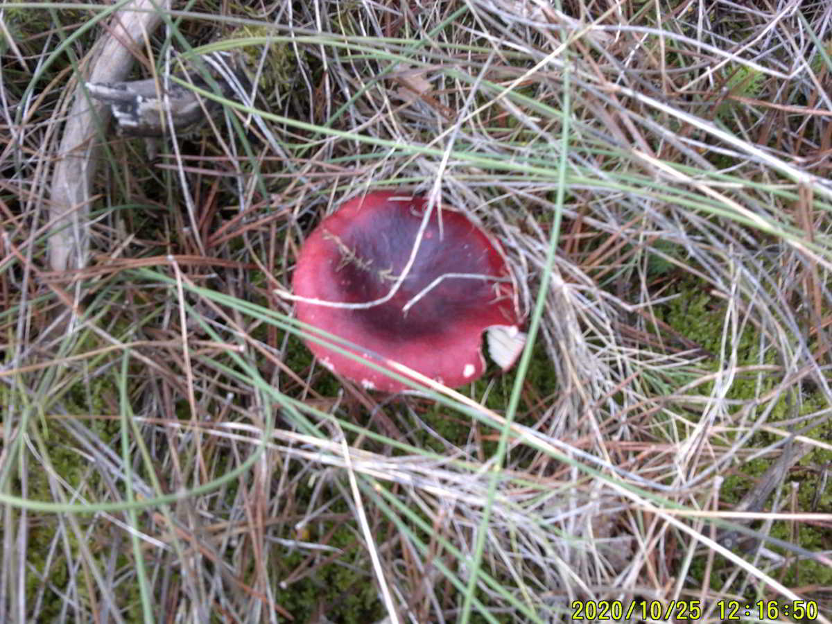 icon-Russula-Llora-al-Bosc.jpg