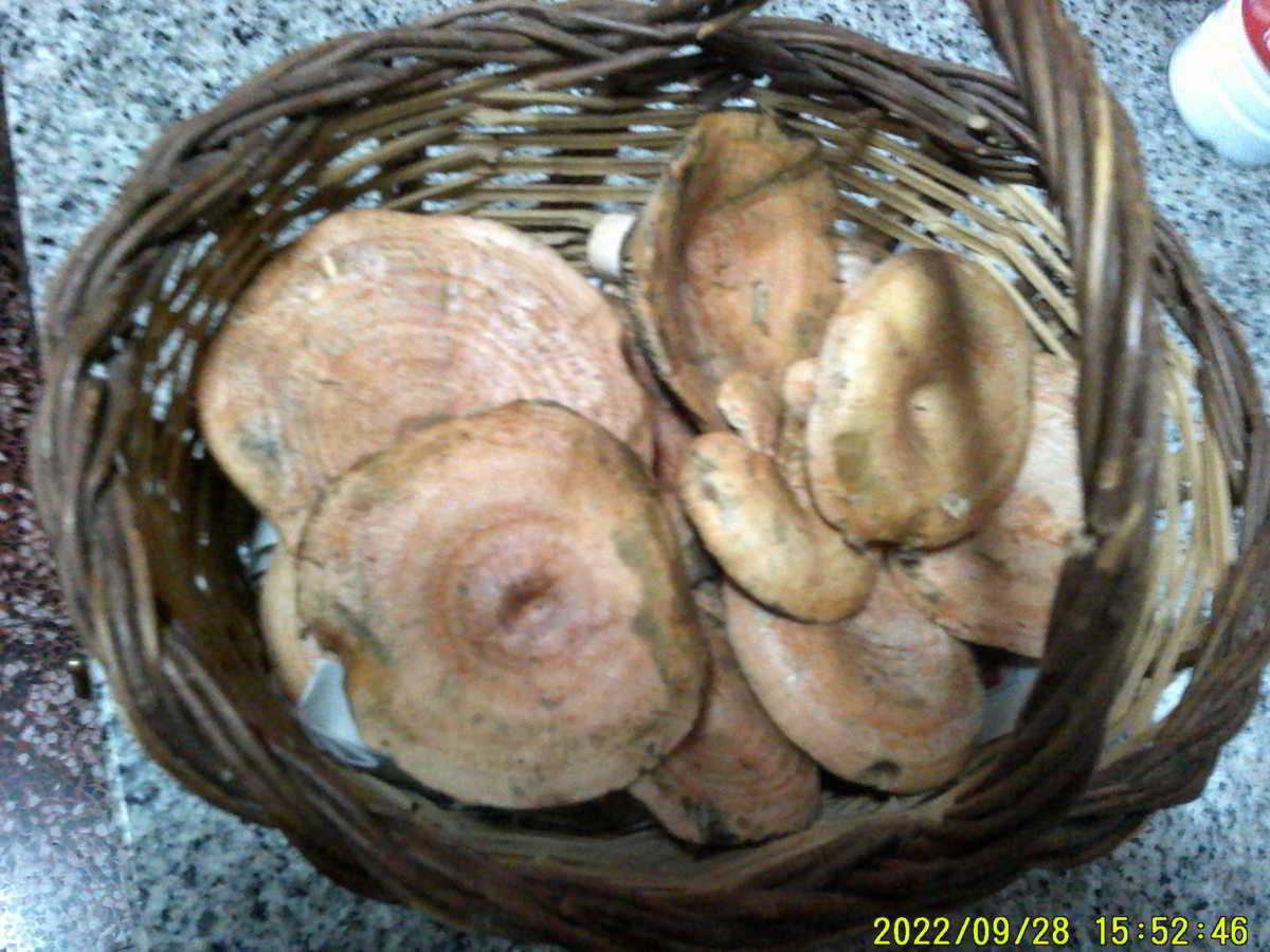 icon-Cesta-de-Rovellons-Molt-Bons.jpg