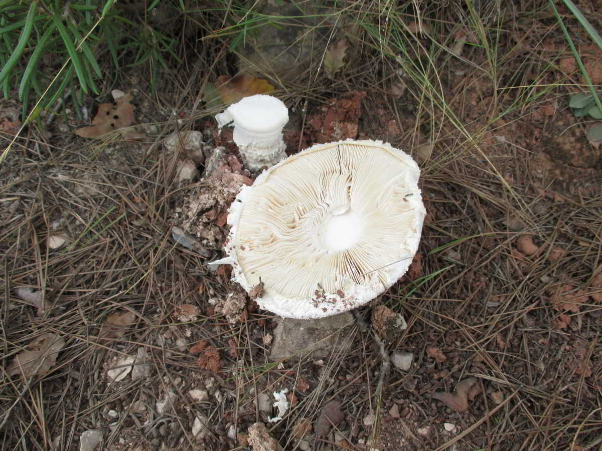 icon-02-Amanita-Ovoidea-Cul-Blanc-02.jpg