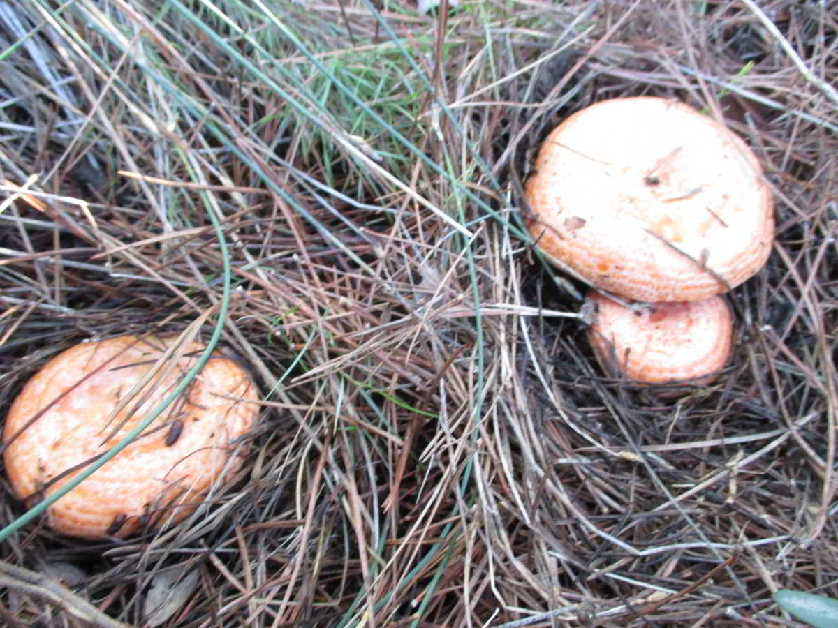icon-05-Pinetell-Rovello-Lactarius-Deliciosus.jpg