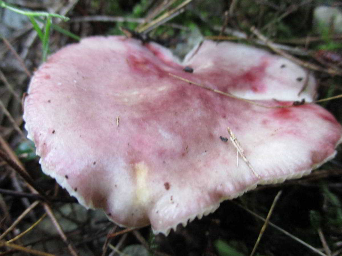 icon-0-Russulacies-Russula-Llora.jpg
