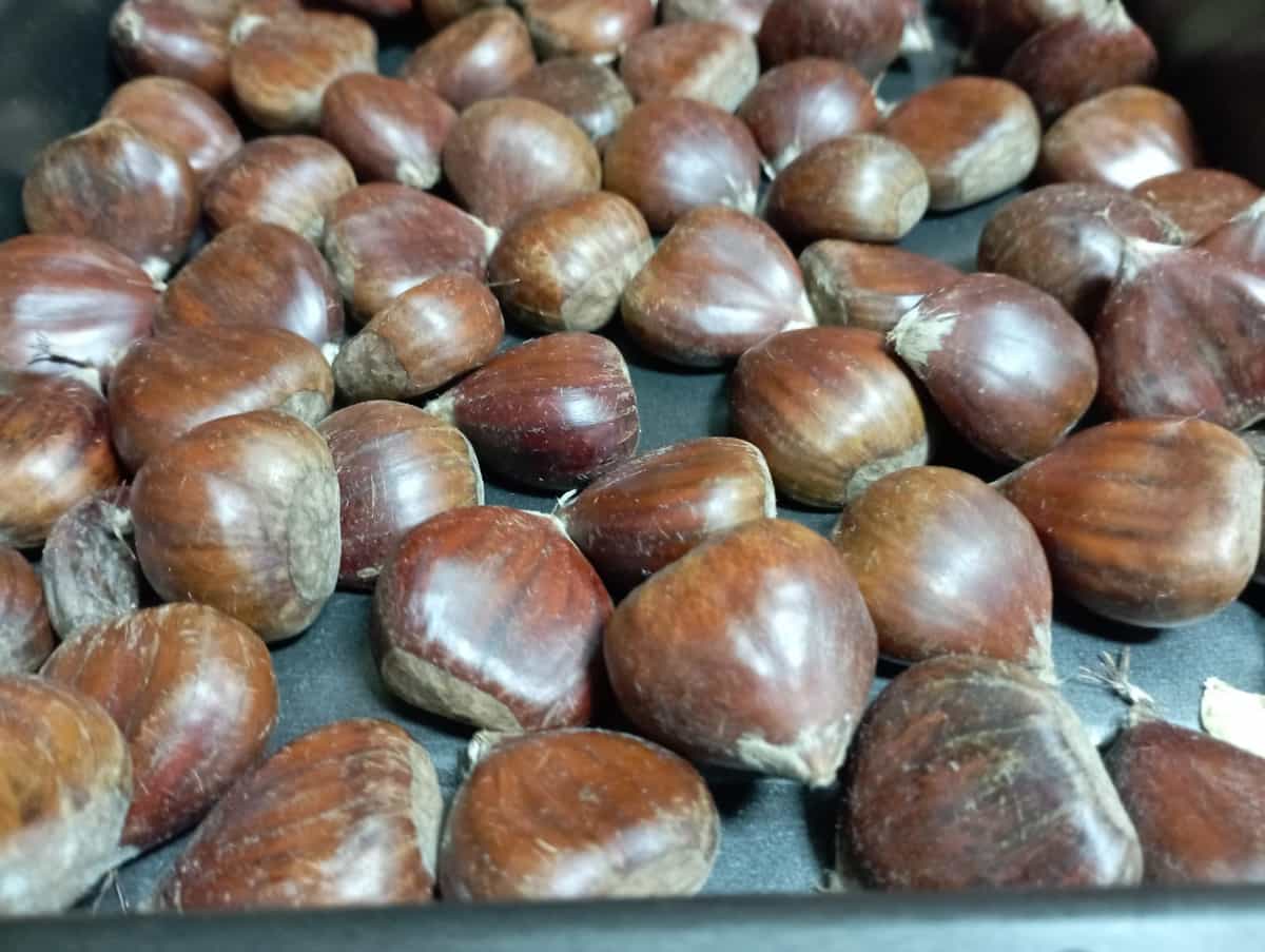 00-Castanya-de-Temporada-de.Otonyo